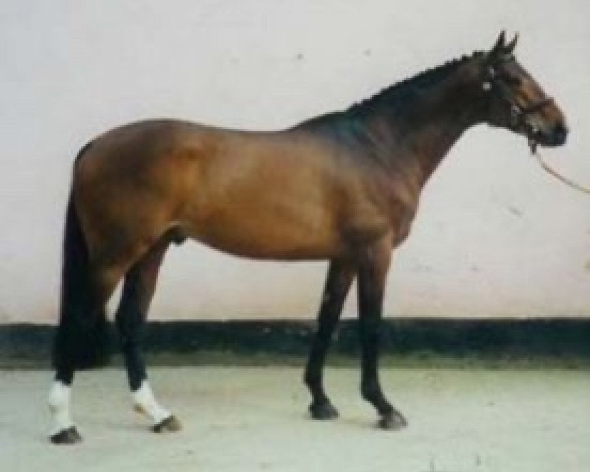 stallion Ben's Affaere xx (Thoroughbred, 1994, from Ben Faerie xx)