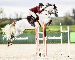 jumper Chaviva Sr (Holsteiner, 2016, from Cellestial)