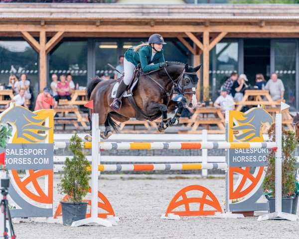 jumper Classina 2 (Hanoverian, 2011, from Classe VDL)
