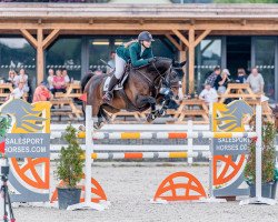 jumper Classina 2 (Hanoverian, 2011, from Classe VDL)