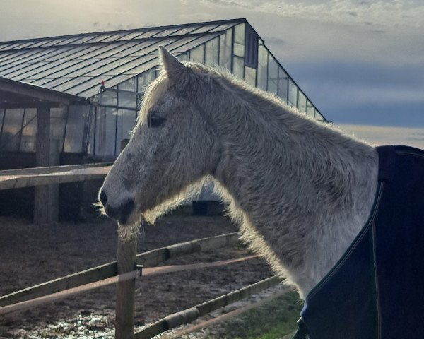 horse Pantero (German Riding Pony, 1995, from FS Pavarotti) horse Pantero (German Riding Pony, 1995, from FS Pavarotti)