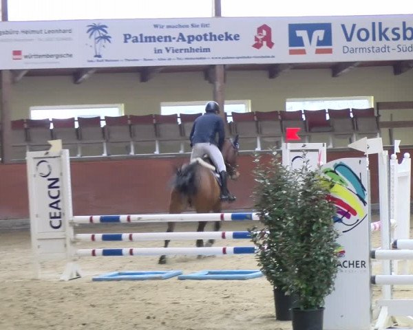 Reitturnier Viernheim 2024