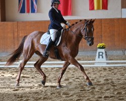 Cavallo da Dressage Eltrano PS (Cavallo a sangue caldo austriaco, 2016, di Edward 28)