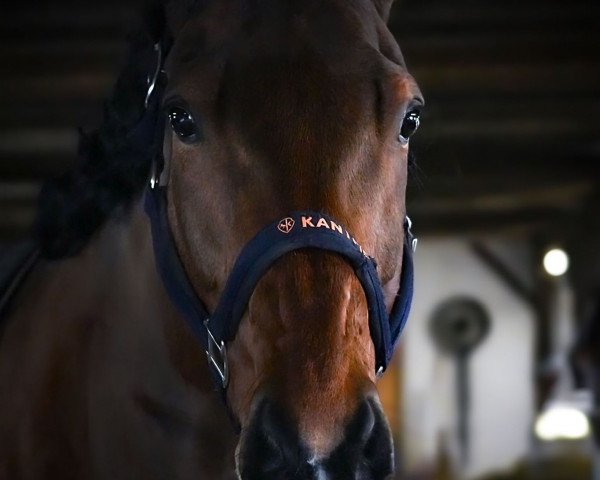 jumper Kilruane Rebel (Irish Sport Horse, 2015, from Lilbourne Lad xx)