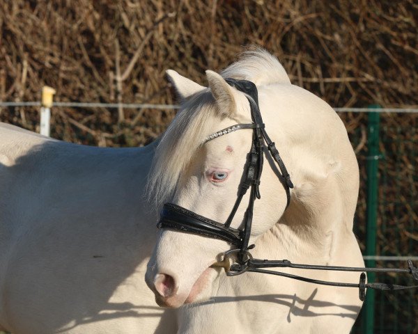 horse Crème de la Crème (German Riding Pony, 2019, from Coer Noble)