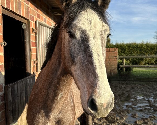 horse C-Elise (Westphalian, 2021, from C-Trenton Z)