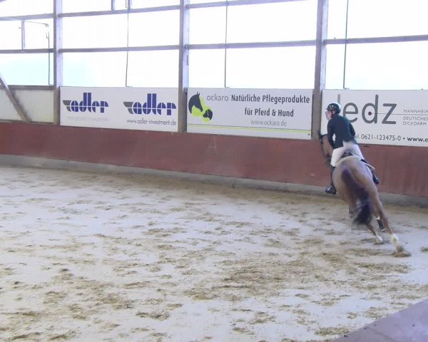 Reitturnier Viernheim 2024