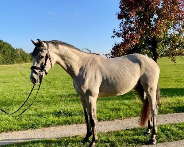 Pferd Ulbricht (Holsteiner, 2018, von Unlimited)