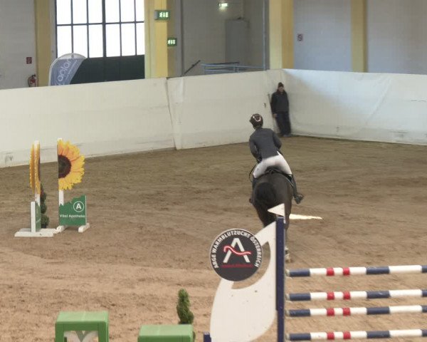Reitturnier Stadl-Paura 2024