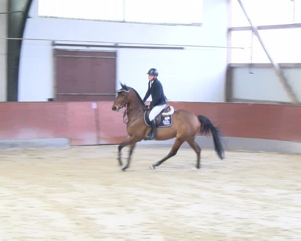 Reitturnier Viernheim 2024