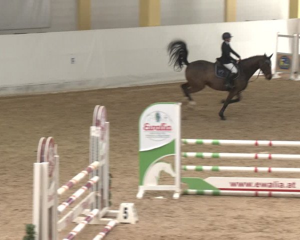 Reitturnier Stadl-Paura 2024