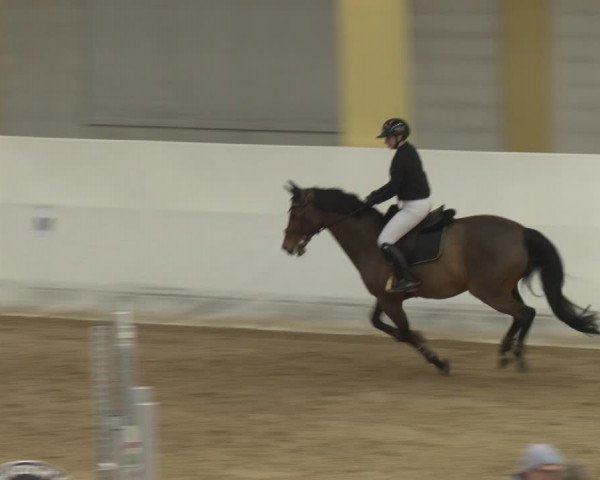 Reitturnier Stadl-Paura 2024