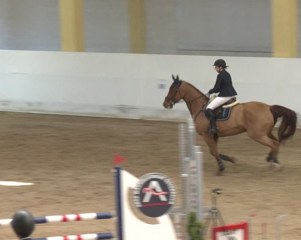 Reitturnier Stadl-Paura 2024