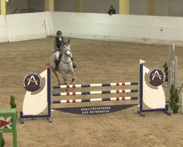 Reitturnier Stadl-Paura 2024
