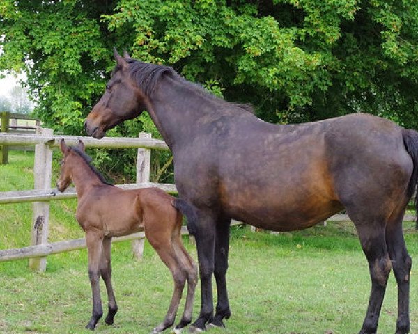 broodmare Luce Bella (Italian Warmblood, 2002, from Alligator Fontaine)
