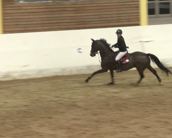 Reitturnier Stadl-Paura 2024