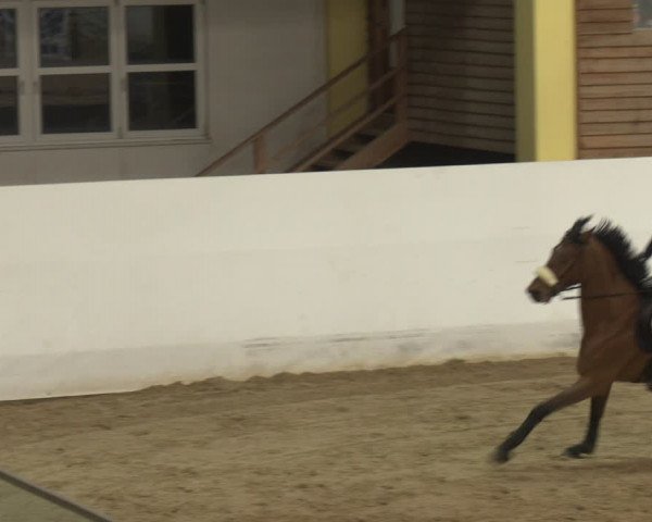 Reitturnier Stadl-Paura 2024