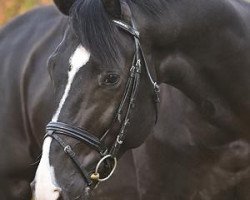 Deckhengst Zamboucca (KWPN (Niederländisches Warmblut), 2004, von Stedinger)