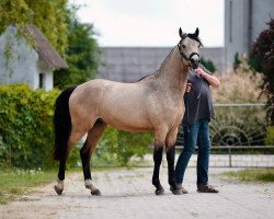 horse Charmeur (German Riding Pony, 2021, from Champ de Luxe)
