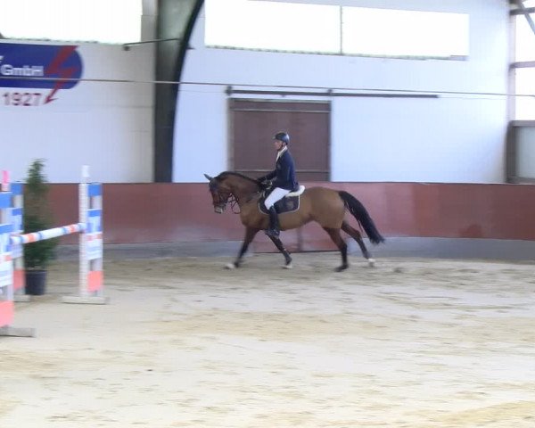 Reitturnier Viernheim 2024