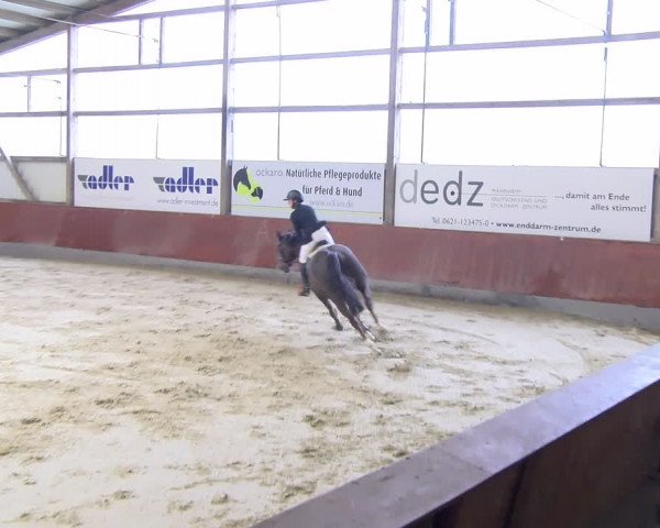 Reitturnier Viernheim 2024