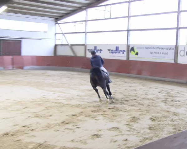 Reitturnier Viernheim 2024