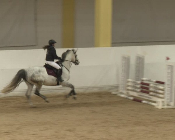 Reitturnier Stadl-Paura 2024