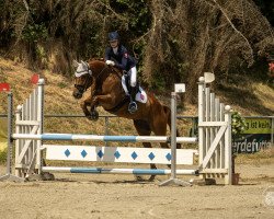Springpferd Elgar (Hannoveraner, 2011, von Embassy I)