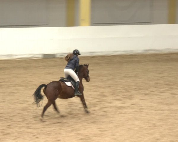 Reitturnier Stadl-Paura 2024