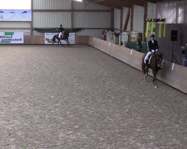 Reitturnier Hesel 2024