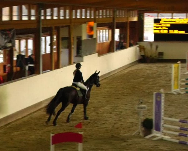 Reitturnier Fleesensee Classic´s 2024