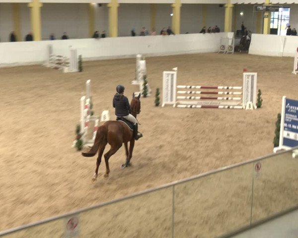 Reitturnier Stadl-Paura 2024
