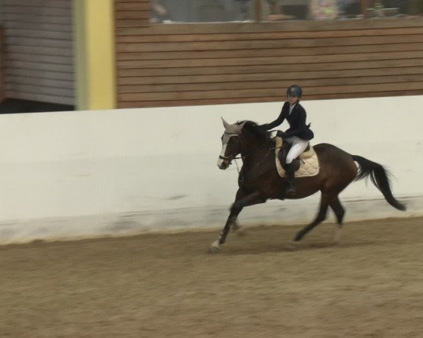 Reitturnier Stadl-Paura 2024