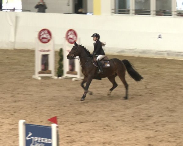 Reitturnier Stadl-Paura 2024