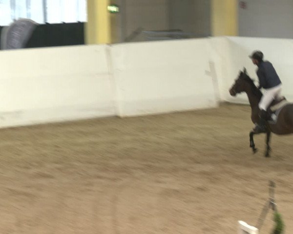 Reitturnier Stadl-Paura 2024