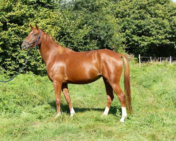 horse Dilsia de Lojou (Selle Français, 2013, from Gold de Becourt)