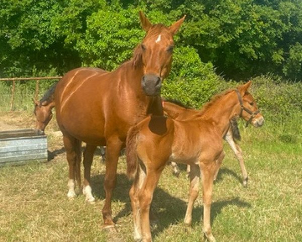 broodmare Cara de Lojou (Selle Français, 2012, from Jivaro du Rouet)