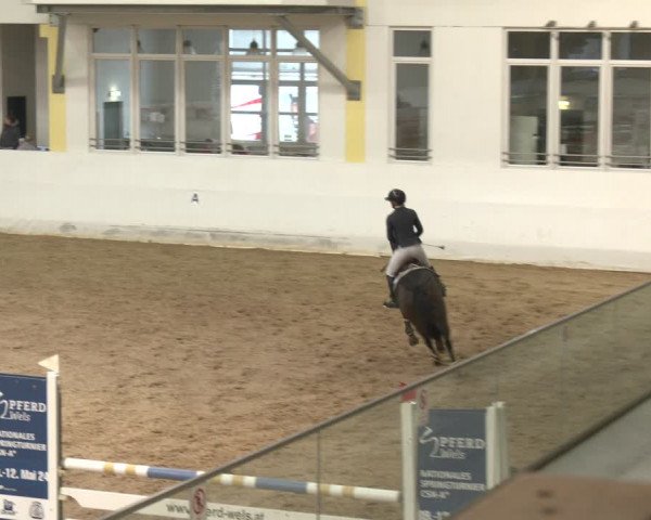 Reitturnier Stadl-Paura 2024