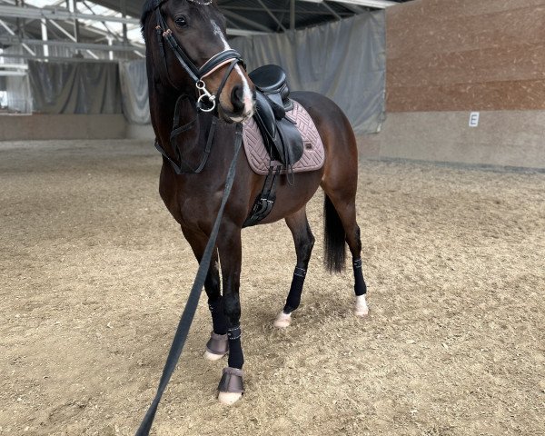 horse AA Anjuli bint Armigerent (Anglo-Arabs, 2018, from Armigerent xx) horse AA Anjuli bint Armigerent (Anglo-Arabs, 2018, from Armigerent xx)