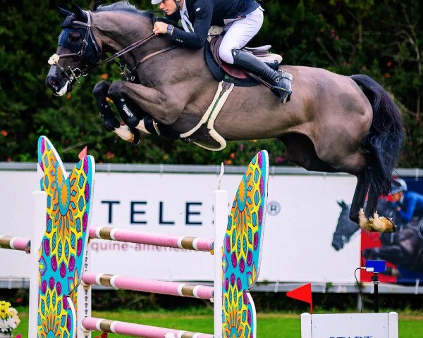 jumper DIANCA Z (Zangersheide riding horse, 2014, from Diamant de Semilly)
