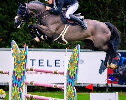 jumper DIANCA Z (Zangersheide riding horse, 2014, from Diamant de Semilly)