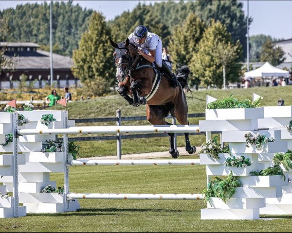 jumper TONIC A Z (Zangersheide riding horse, 2014, from Tsar Hero)