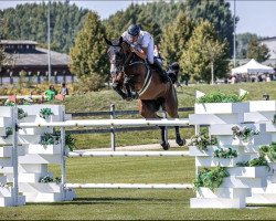 jumper TONIC A Z (Zangersheide riding horse, 2014, from Tsar Hero)