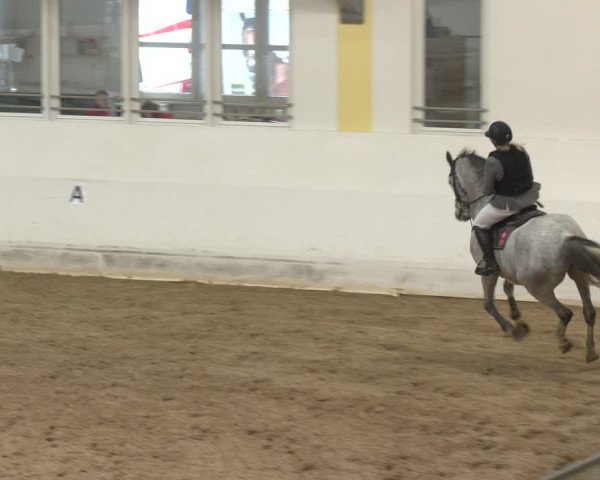 Reitturnier Stadl-Paura 2024