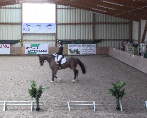 Reitturnier Hesel 2024