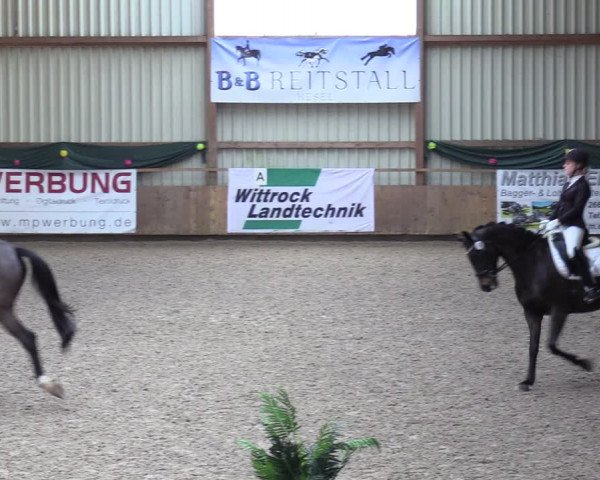 Reitturnier Hesel 2024
