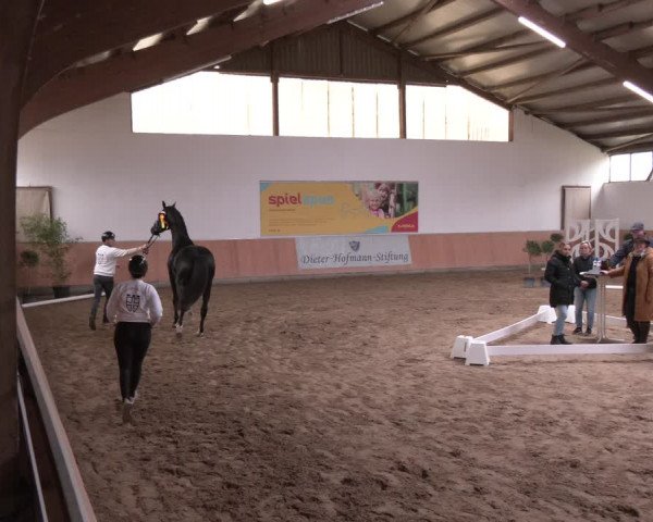 Winterkörung des ZfdP - Körung 2023/2024