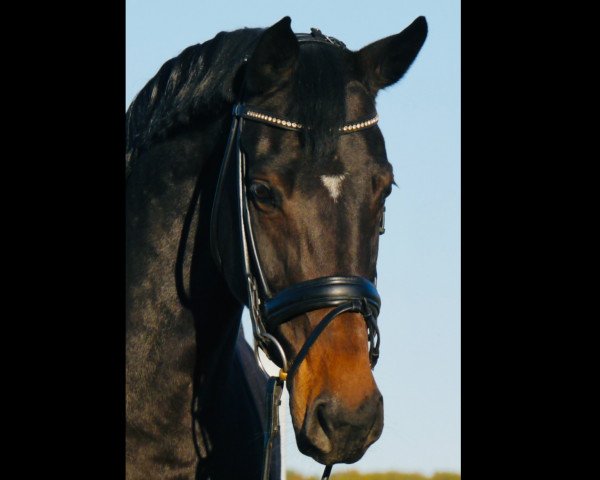 dressage horse Antonia CW (Westphalian, 2014, from All At Once)