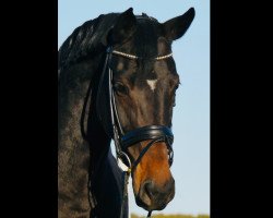 Dressurpferd Antonia CW (Westfale, 2014, von All At Once)