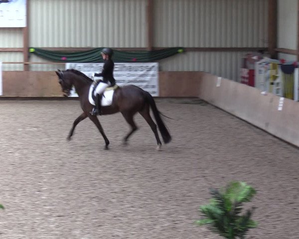 Reitturnier Hesel 2024